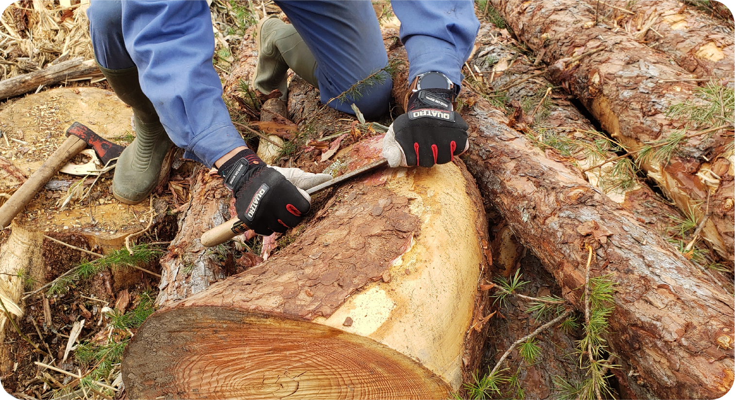 カラマツの皮むきは他の針葉樹より手間がかかります。